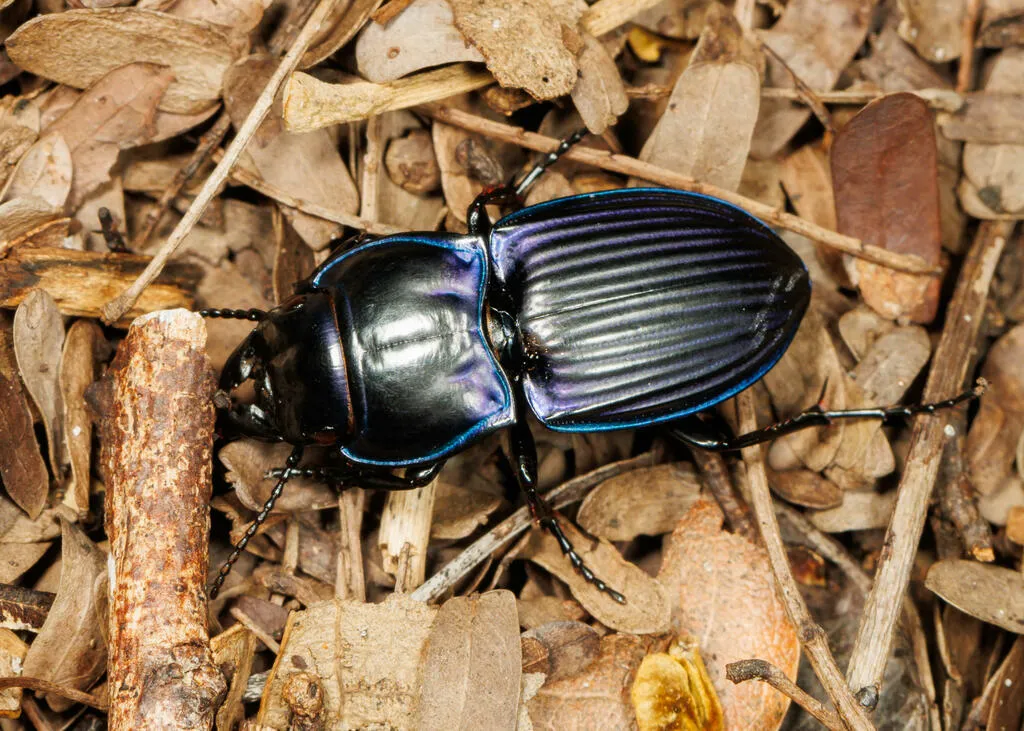 Moderately Sulcate Warrior Beetle - photo 3