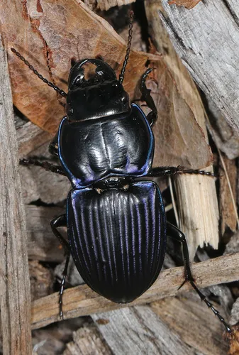 Moderately Sulcate Warrior Beetle - photo 4