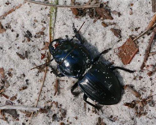Moderately Sulcate Warrior Beetle - photo 5