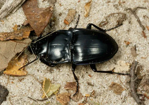 Moderately Sulcate Warrior Beetle - photo 6
