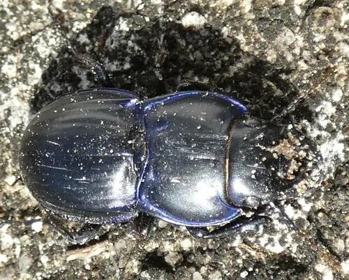 Moderately Sulcate Warrior Beetle - photo 7