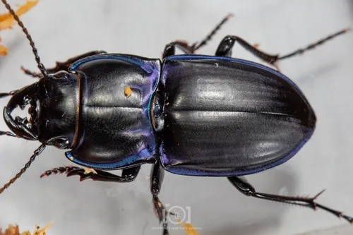 Moderately Sulcate Warrior Beetle - photo 8