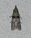 Passadena flavidorsella - Hodges#5899 - photo 3