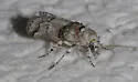 Passadena flavidorsella - Hodges#5899 - photo 4