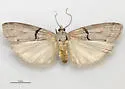 Passadenoides donahuei - Hodges#5899.2