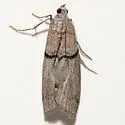 Passadenoides donahuei - Hodges#5899.2 - photo 2