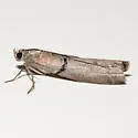 Passadenoides donahuei - Hodges#5899.2 - photo 4