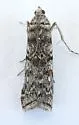 Passadenoides montanus - Hodges#5899.1 - photo 2