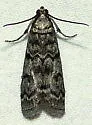 Passadenoides montanus - Hodges#5899.1 - photo 5