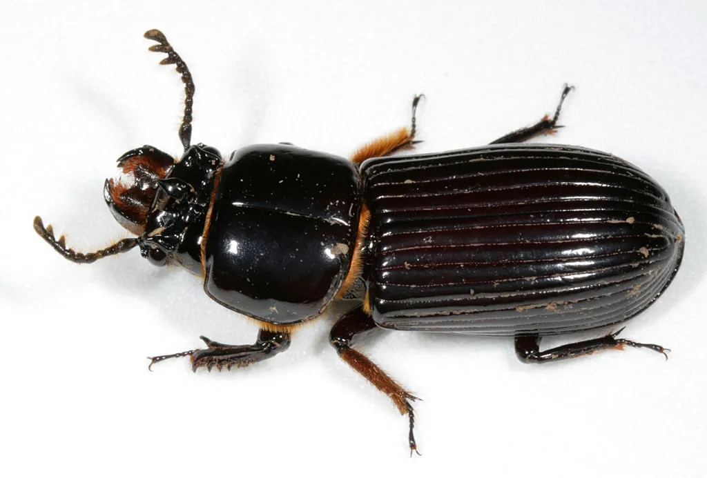 Bess Beetles - photo 2