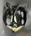 Passaloecus cuspidatus
