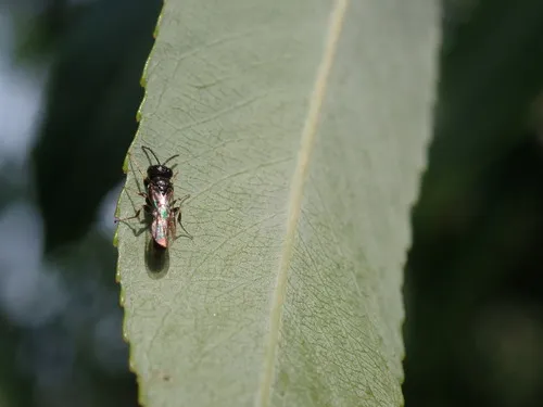 Passaloecus monilicornis