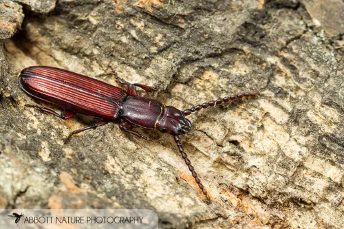 Parasitic Flat Bark Beetles - photo 2