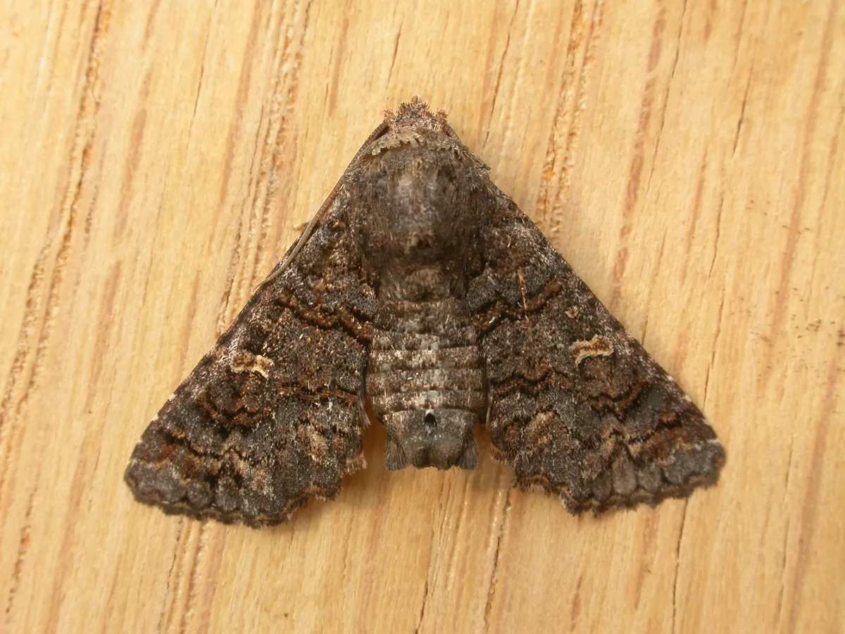 Pataeta carbo - photo 3