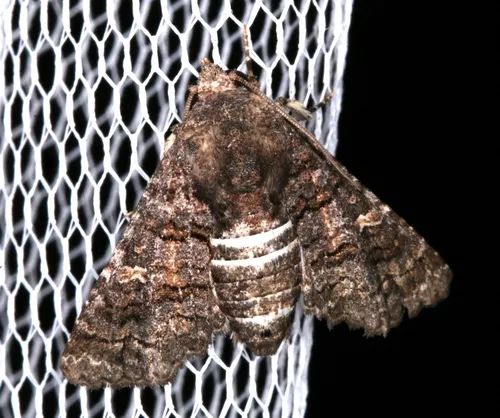 Pataeta carbo - photo 5