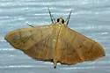 Herbivorous Pleuroptya Moth - Hodges#5243 - photo 2