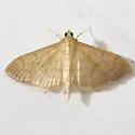Herbivorous Pleuroptya Moth - Hodges#5243 - photo 3