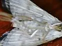 Herbivorous Pleuroptya Moth - Hodges#5243 - photo 4