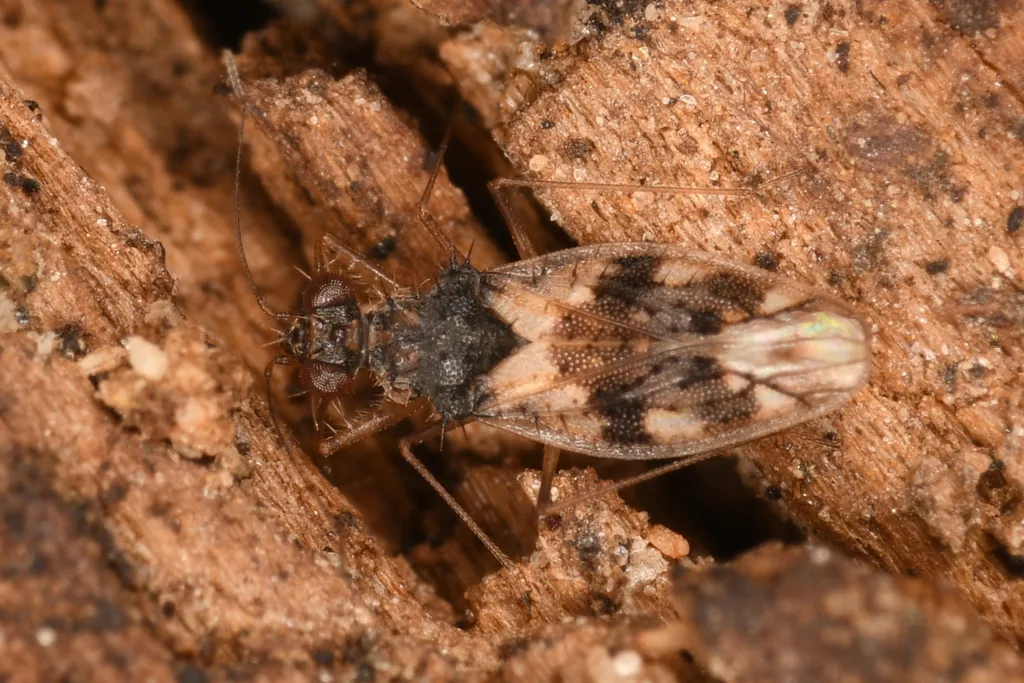 Patapius spinosus - photo 3