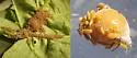 Japanese Lime-taro Aphid - photo 2