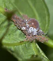 Japanese Lime-taro Aphid - photo 3