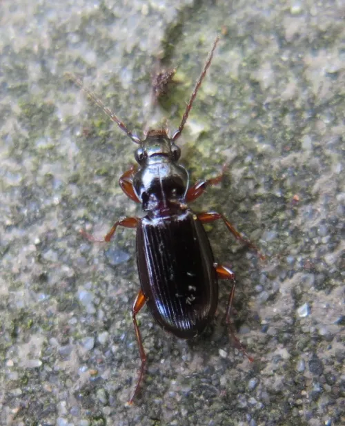 Patrobus atrorufus