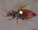 Patrobus cinctus - Patrobus cinctus