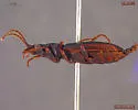 Patrobus cinctus - photo 2