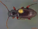 Patrobus foveocollis