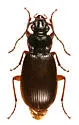 Patrobus lecontei
