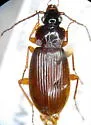 Patrobus lecontei - photo 2