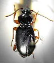 Patrobus lecontei - photo 3