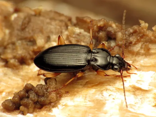 Patrobus longicornis