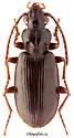 Patrobus septentrionis