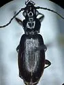 Patrobus septentrionis - photo 2