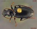 Patrobus stygicus - photo 2