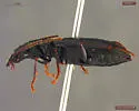 Patrobus stygicus - photo 3