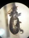 Patrobus stygicus - photo 4