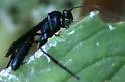 Patrocloides montanus