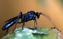 Patrocloides montanus - photo 2