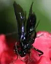 Patrocloides montanus - photo 3