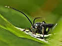 Patrocloides montanus - photo 4