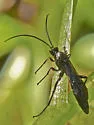 Patrocloides montanus - photo 5