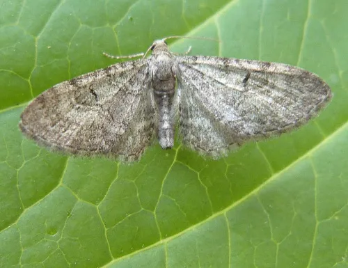 Pauper Pug - Eupithecia egenaria