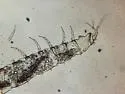 Pauropus huxleyi