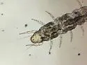 Pauropus huxleyi - photo 2