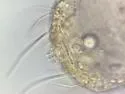 Pauropus huxleyi - photo 3