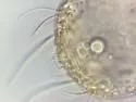 Pauropus huxleyi - photo 4