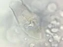 Pauropus huxleyi - photo 5