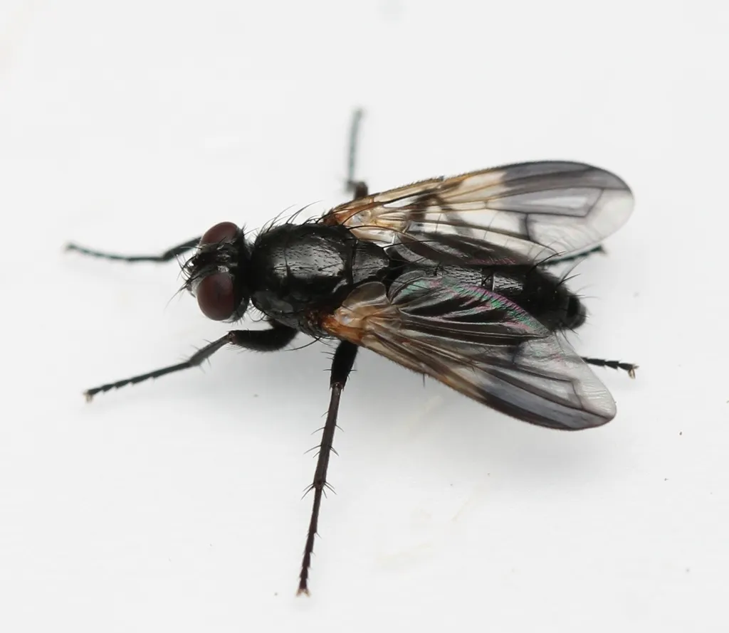 Paykullia maculata - photo 3
